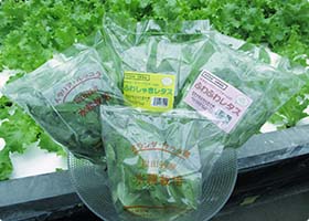 超新鮮！自然光を取り入れた水耕温室で栽培している朝採れ野菜です！！！